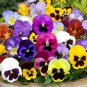 Pansy Seeds, Swiss Giant Pansies, Viola Seeds, Heirloom Flower Seeds, Mixed 50ct Plantations