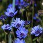 Blue Daisy Seeds, Felicia The Blues, Non-Gmo Flower Seeds, Annual Flower, 50ct Plantations