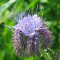 Purple Tansy Seeds, Fiddle Neck Tansies, Annual Flower Seed, Unusual Blooms 50ct Plantations