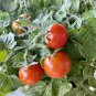 Tomato Seeds, Organic Cherry Tomato Seeds, Salad Tomatoes Non-Gmo Heirloom 100ct Plantations