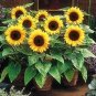 100 Dwarf Sunflower Seeds, Dwarf Sunspot, Heirloom Sunflower Seeds, Non-Gmo Plantations