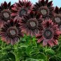 100 Red Sunflower Seeds, Chocolate Cherry, Flower Seeds, Many Branches & Blooms Plantations