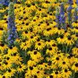 Black Eyed Susans Seeds, Bulk Heirloom Flower Seeds, Perennial Wildflowers 500ct Plantations