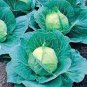 Cabbage Seeds, Golden Acre, Heirloom Cabbage Seeds, Bulk Cabbage Seeds, 500ct Plantations