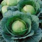 Cabbage Seeds, Danish Ballhead, Bulk Seed, Heirloom Cabbage Seed, Cabbages 500ct Plantations