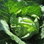 Cabbage Seeds, Danish Ballhead, Bulk Seed, Heirloom Cabbage Seed, Cabbages 500ct Plantations