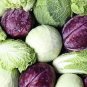 "Crispy Cabbage" 3 pk Special, Golden Acre, Red Acre, Danish Ballhead, Heirloom Plantations