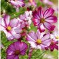 Pink Cosmos Seed, Picotee, Heirloom Cosmos, Bulk Seeds, Draws Butterflies 400ct Plantations