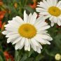 Shasta Daisy Seeds, Bulk Heirloom Seeds, Non-Gmo Perennial Wildflowers 500 Ct Plantations