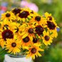 Daisy Seeds, Gloriosa Daisies, Bulk Seeds, Heirloom Wildflower, Perennial, 500ct Plantations
