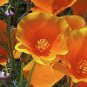 Orange Poppy Seeds, Heirloom Orange Poppies, Bulk Flower Seed, Wildflowers 500ct Plantations