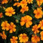 Orange Marigold Seeds, Single Bloom Marigolds, Heirloom non-GMO Seeds 500ct Plantations