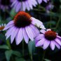 Coneflower Seeds Purple, Bulk Seeds, Heirloom Wildflower, Perennial Seeds 400ct Plantations