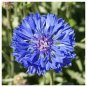 Blue Bachelor Button Seeds,Tall Blue Cornflower Seeds, Bulk Flower Seeds, 500ct Plantations