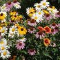 Daisy Seeds, Daisy Lovers Delight 3 Pack Special, Perennial Flower Seeds Non-Gmo Plantations