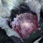 Red Cabbage Seeds, Red Acre, Heirloom Cabbage Seeds, Bulk Cabbages Seeds, 500ct Plantations