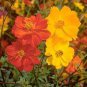 Mixed Cosmos Seed, Fiery Sunset, Sulfur Cosmos, Shorter Variety, Bulk Seed 400ct Plantations