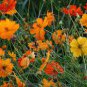 Mixed Cosmos Seed, Fiery Sunset, Sulfur Cosmos, Shorter Variety, Bulk Seed 400ct Plantations