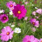 Mixed Cosmos Seeds, Bulk Seed, Heirloom Cosmos, Non-Gmo, Draws Butterflies 400ct Plantations