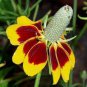 Mexican Hat Seeds, Heirloom Daisy Seeds, Non-Gmo Perennial Wildflower Seed 500ct Plantations