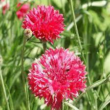 Red Bachelor Button Seeds, Tall Red Cornflower Seeds, Bulk Flower Seeds, 500ct Plantations