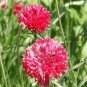 Red Bachelor Button Seeds, Tall Red Cornflower Seeds, Bulk Flower Seeds, 500ct Plantations