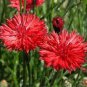 Red Bachelor Button Seeds, Tall Red Cornflower Seeds, Bulk Flower Seeds, 500ct Plantations