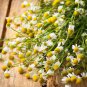 Chamomile Seeds, German Chamomile, Bulk Heirloom Herb Seeds, Best For Tea, 500ct Plantations