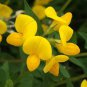 Birds Foot Trefoil Seeds, Crow's Toes, Heirloom Ground Cover Seeds, 500ct Plantations
