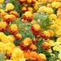 Mixed Marigold Seeds, Bulk Seeds, French Marigolds, Non-Gmo Heirloom Seeds 500ct Plantations