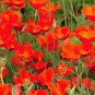 Red Chief Poppy Seeds, Red Chief Poppies, Bulk Flower Seed, Wildflowers 500ct Plantations