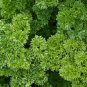 Parsley Seeds, Moss Curled, Heirloom Herb, Bulk Herb Seed, Indoors or Out, 500ct Plantations