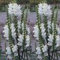 White Obedient Plant Seeds, False Dragonhead Seeds, Bulk Seed Wildflower, 400ct Plantations