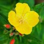 Yellow Primrose Seeds, Evening Primrose, Heirloom Flower, Bulk Flower Seed 500ct Plantations