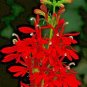 Red Cardinal Flower Seed, Lobelia, Heirloom Wildflower, Brings Butterflies 400ct Plantations