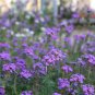 Moss Verbena Seeds, Violet, Perennial Groundcover Seeds, Heirloom 500ct Bulk Plantations