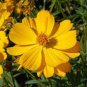 1/4 oz Yellow Cosmos Seeds, Sulfur Cosmos, Tall Variety, Bulk Cosmos Seed 1000ct Plantations