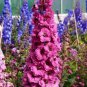 "Delightful Delphiniums" 3 Pack Special, Blue Delphiniums, Pink Delphinium Seeds Plantations