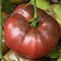 "Black + Purple Tomatoes" 3 pk Special, Russian Krim, Brandywine, Cherokee Plantations