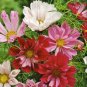 Pink Cosmos Seeds, Seashells, Mixed Cosmos, Heirloom Cosmos, Bulk Seeds, 400ct Plantations