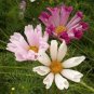Pink Cosmos Seeds, Seashells, Mixed Cosmos, Heirloom Cosmos, Bulk Seeds, 400ct Plantations