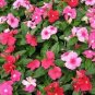 Mixed Vinca Seeds, Mixed Periwinkle Seeds, Heirloom Bulk Flower Seeds, 250ct Plantations