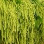 Love Lies Bleeding Seeds, Green, Tassel Flower, Amaranthus, Heirloom Seeds 400ct Plantations