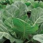1/4 oz Collard Seeds, Yates, Heirloom Collard Greens, Bulk Seeds 2,000ct Plantations