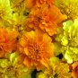 1/4 oz Mixed Marigold Seeds, French Farm Mix, Heirloom French Marigolds 3000ct Plantations