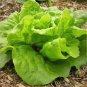 1/4oz Tom Thumb Bibb Lettuce Seeds, Butterhead Lettuce, Heirloom Lettuce 6300ct Plantations