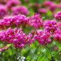 Pink None-So-Pretty Seed, Catch Fly Seeds, Heirloom Flower, Non-Gmo Annual 500ct Plantations