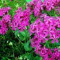 Pink None-So-Pretty Seed, Catch Fly Seeds, Heirloom Flower, Non-Gmo Annual 500ct Plantations
