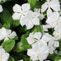 White Vinca Seeds, White Periwinkle Seeds, Heirloom Non-Gmo Flower Seeds, 250ct Plantations