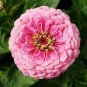 Pink Zinnia Seeds, Luminosa, Heirloom Zinnias, Bulk Seeds, Heirloom Flower 400ct Plantations